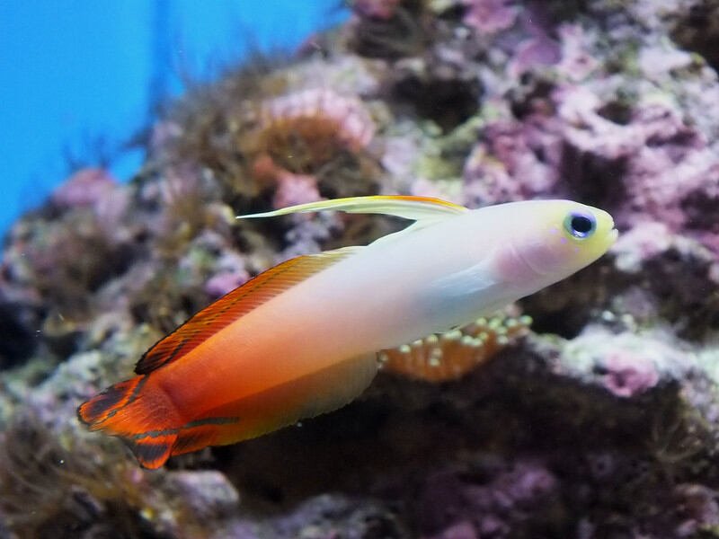 Firefish | How to Keep Saltwater Fish in an Aquarium