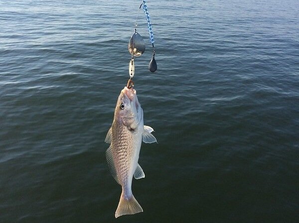 Croaker Fishing | Everything You Need to Know