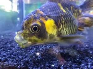 Understanding Fish Sleep: A Broader Perspective