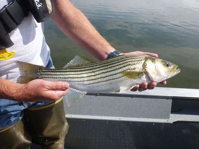 How to Striped Bass Fishing | A Complete Guide for Anglers