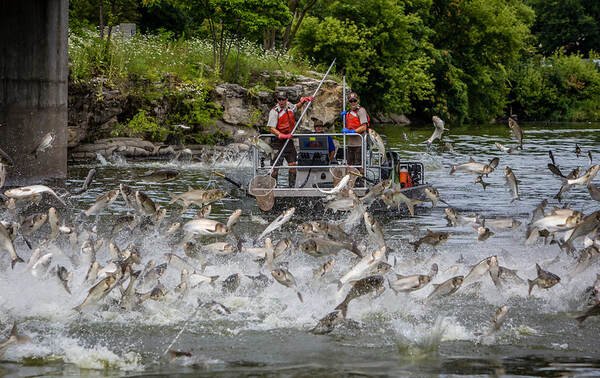 How to Silver carp Fishing | Everything You Need to Know