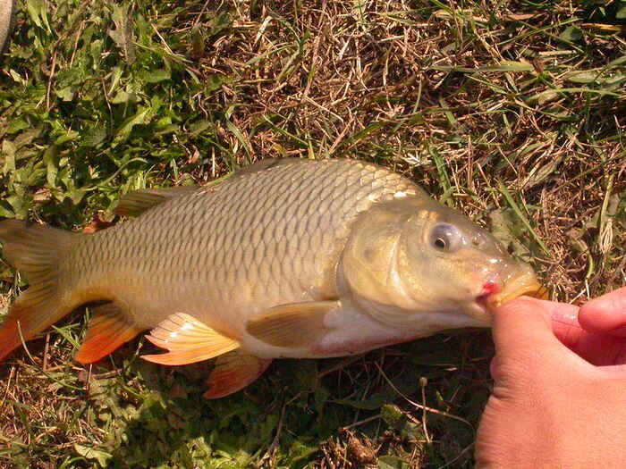 Carp Fishing | Everything You Need to Know