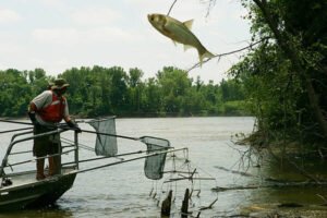 Best Locations for Silver Carp Fishing