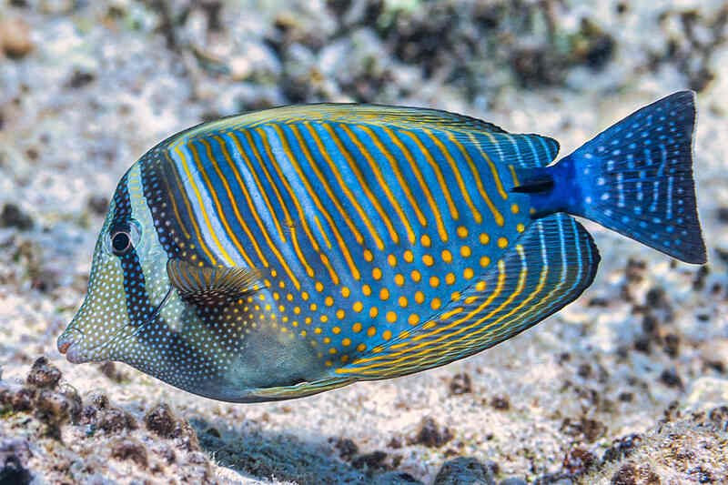 Sailfin Tang | Keep Fish Everything You Need to Know