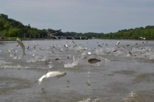 Techniques for Catching Silver Carp