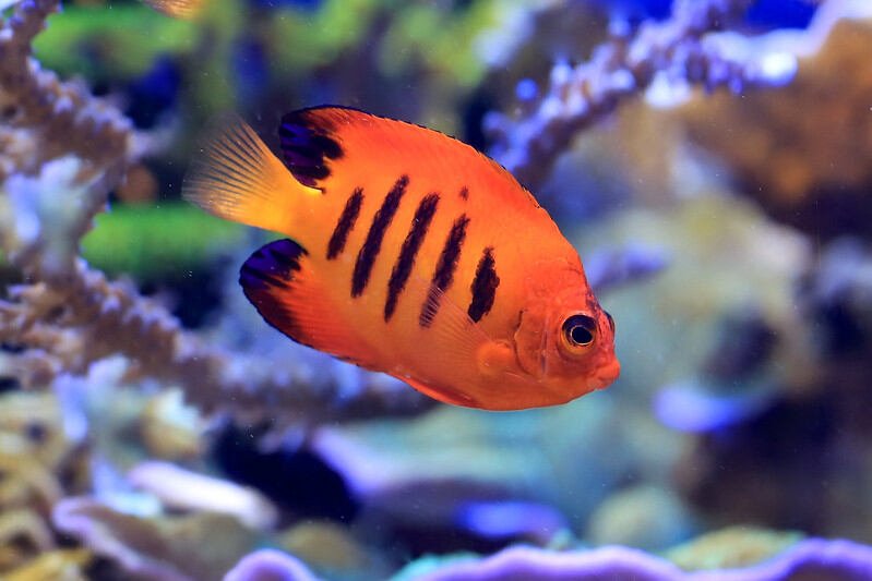 how to Flame Angelfish Saltwater Keeping Aquarium | Everything You Need To Know