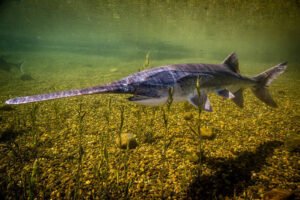  Landing and Handling the Paddlefish