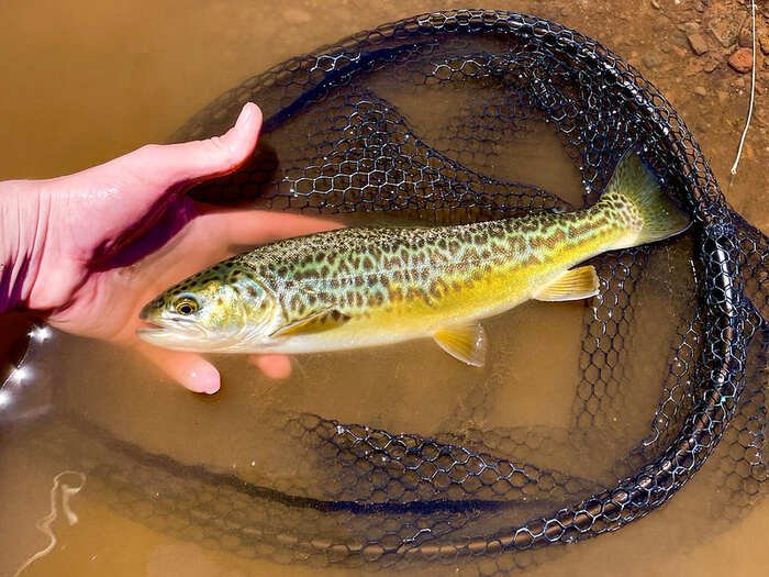 How to Tiger Trout Fishing Tips | Everything You Need to Knew