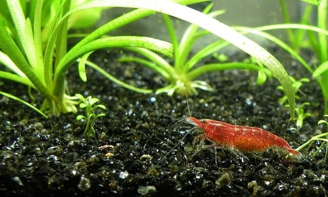 How to Cherry Shrimp Keeping | Everything You Need to Know