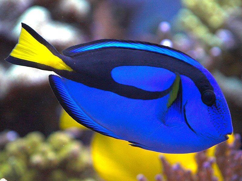 blue tang | Everything You Need To Know