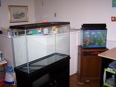 Aquarium vs Fish Tank | Everything You Need to Know