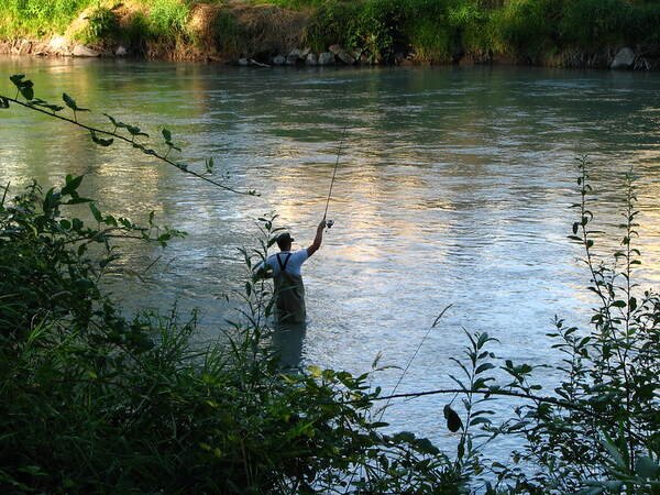 Puyallup River Fishing Regulations | Puyallup River Fishing Tips