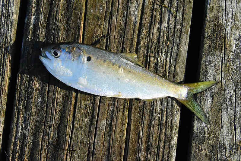 Menhaden Fishing | Everything You Need to Know