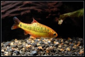 Setting Up the Perfect Tank Golden Barbs fish