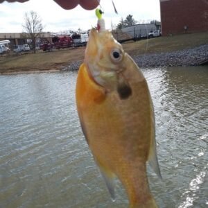 Panfish fishing