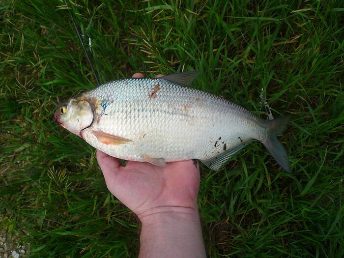 How to Gizzard Shad Fishing | Everything You Need to Know