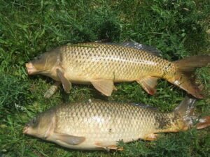 Carp fishing