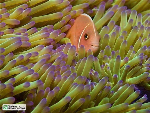 Pink Skunk Clownfish | Everything You Need To Know