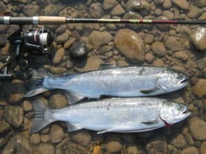 Salmon Fishing Regulations