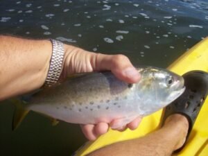 River Salt water Menhaden Fishing  time