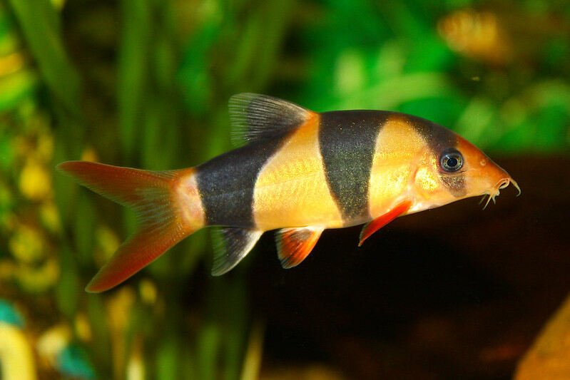 Clown Loach | Everything You Need to Know