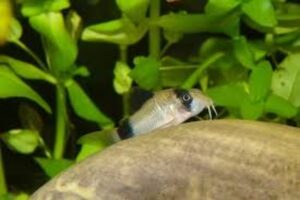 panda corydoras temperature