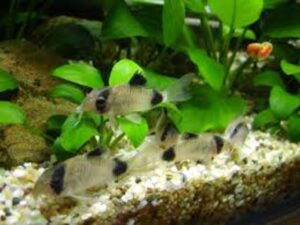  Social Behavior and Tank Mates