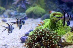 Banggai Cardinalfish: Why They’re Special