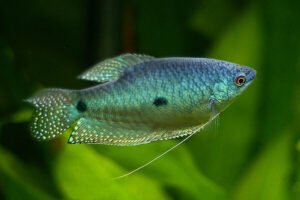 Breeding Blue Gouramis