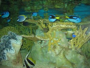 A Glimpse into the New England Aquarium Boston