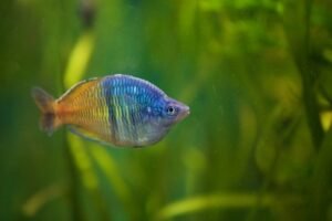 Understanding Boeseman Rainbowfish