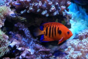 The Joy of Keeping Flame Angelfish