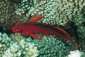 Introduction to Flame Hawkfish care 