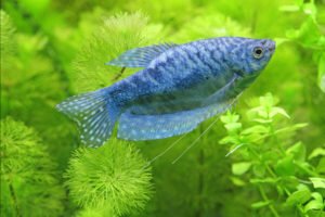 Blue Gourami Diet and Feeding