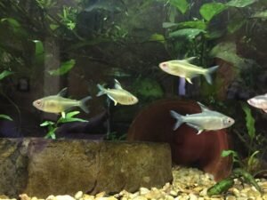 Feeding Lemon Tetras: A Balanced Diet