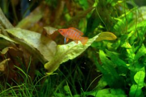 Selecting Plants: The Heart of Aquascaping