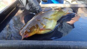 Introduction to Brown Bullhead Fishing 