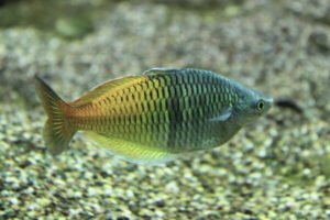 Boesemani Rainbowfish Facts & Overview