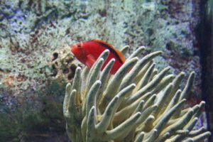 Breeding Flame Hawkfish