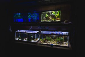 Small Fish Tank Aquariums for Beginners: Essential Tips