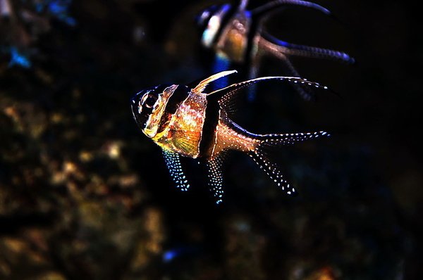 How to Care for Banggai Cardinalfish