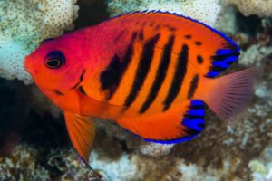 Understanding the Flame Angelfish