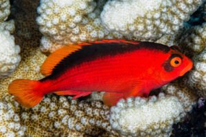 Feeding Flame Hawkfish