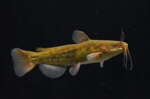 Introduction to Yellow Bullhead Fishing