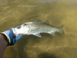 Modern-Day Striped Bass Fishing