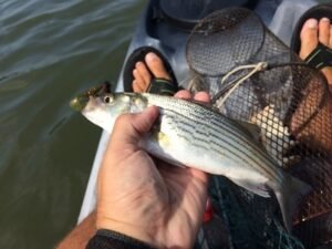 Techniques for Striped Bass Fishing