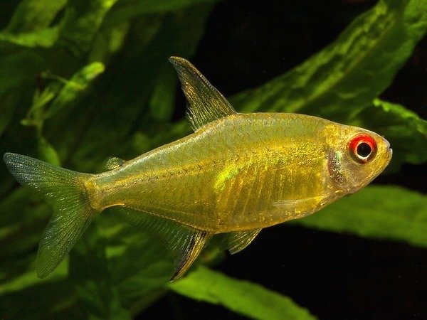 Lemon Tetra Care | Everything You Need to Know