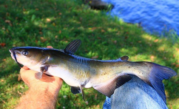 Winter Fishing for Catfish | Everything You Need to Know