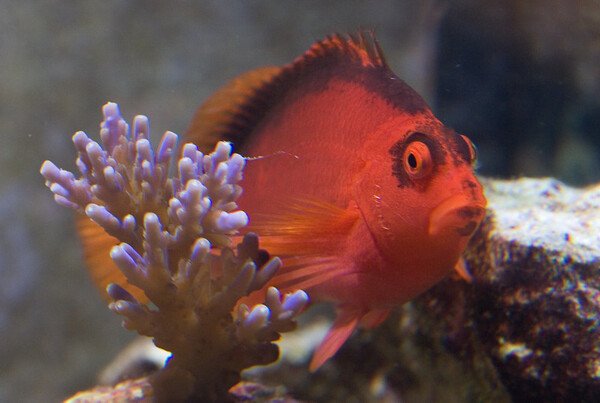 Flame Hawkfish Caer | Everything You Need to Know