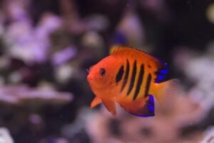  Flame Angelfish and Reef Tanks